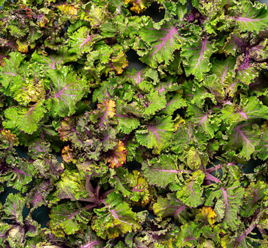 Background photography of fresh kalettes, kale, hybrid plant, vegetable
