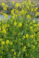  Cherry blossoms are a sign of spring