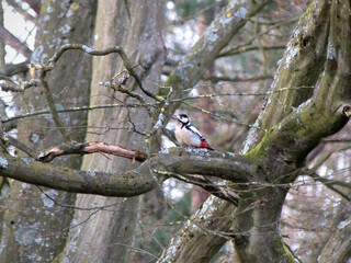 Woodpecker on a tree
