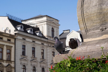 Gołębie na fontannie na rynku w Cieszynie. - obrazy, fototapety, plakaty