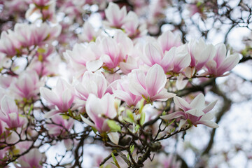 Fototapeta na wymiar Big pink magnolia flowers spring background. Blooming white flowers of magnolias trees closeup backdrop wallpaper.