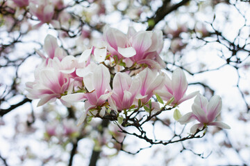 Obraz na płótnie Canvas Big pink magnolia flowers spring background. Blooming white flowers of magnolias trees closeup backdrop wallpaper.