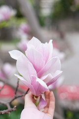 Hand holding pink magnolia flowers closeup. Blooming white flowers of magnolias trees background wallpaper.