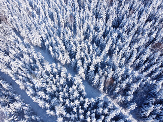 Fairy winter landscape with fir trees and snowfall. Christmas greetings concept