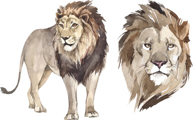 Watercolor king lion illustration set. African wild mammal clipart. - 583472965