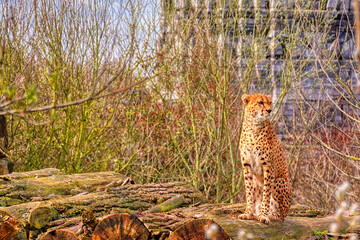 cheetah on the grass