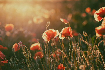 Fototapeta premium Beautiful field of red poppies in the sunset light.