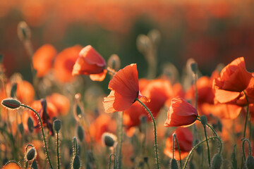 Beautiful field of red poppies in the sunset light.