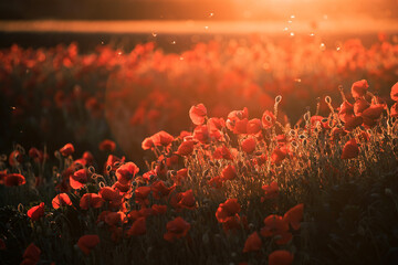 Beautiful field of red poppies in the sunset light.