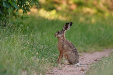 Naklejka na ściany i meble A european hare in the nature habitat. Lepus europaeus. the bunny is sitting in the grass