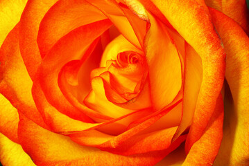 Yellow red rose. Rose flower close up. Background for a greeting card