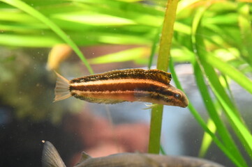 水中の水草の間を泳ぐニジギンポ（Striped poison-fang blenny mimic）の姿