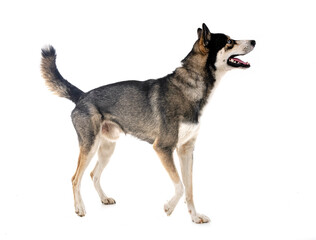 siberian husky in studio © cynoclub