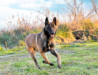 puppy malinois in nature