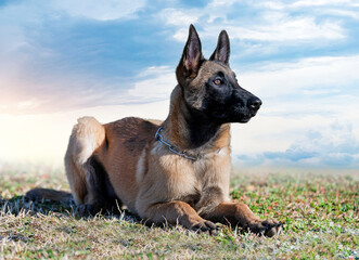 training of belgian shepherd