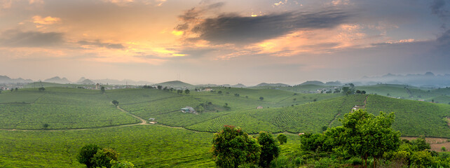 Sunset on Moc Chau tea hill, Son La province, Vietnam © Quang
