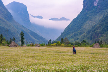 Fototapeta na wymiar Northern Vietnam, in the district of Sapa à woman works in her field. In the background mountain and clouds.