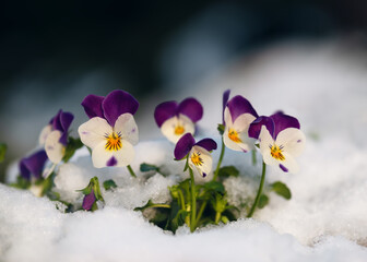 Beautiful colorful horned pansy flowers at springtime in garten with snow. (Viola cornuta) Soft selective focus. Copy space. - obrazy, fototapety, plakaty