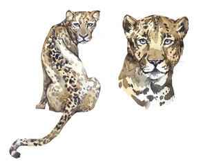 Watercolor loepard illustration set. African wild cat clipart. - 583476791