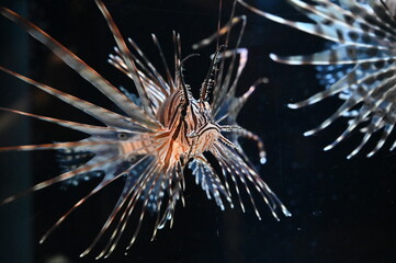 水中を泳ぐハナミノカサゴ（Red lionfish）