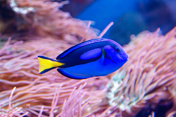 The Royal blue Surgeon fish (Latin Paracanthurus hepatus) is a bright blue color against the background of the seabed. Marine life, exotic fish, subtropics.