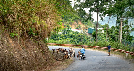 A herd of goats is moving on the road to the pasture in Hang Kia Commune, Mai Chau District, Hoa...