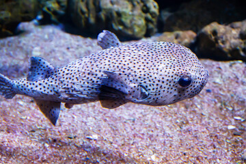 Fish Long-necked fish-hedgehog (Lat. Diodon holocanthus) with black spots and sharp needles on the background of the seabed. Marine life, exotic fish, subtropics.