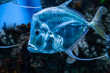 The moonfish is a womer with a transparent body on the background of the seabed. Marine life,...