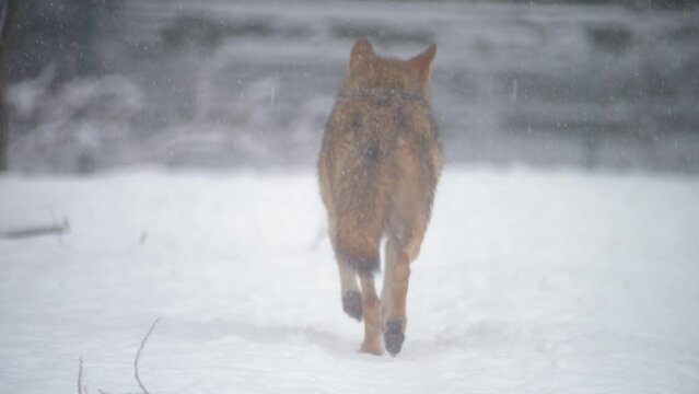 Wolf, Canis lupus, gray wolf in winter forest close slow motion portrait. High quality 4k footage super slow motion 120fps raw footage
