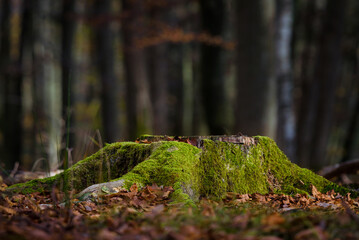 FOREST - Trunk of a cut deciduous tree © Wojciech Wrzesień