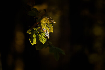 AUTUMN - Colorful leaves of a beech forest