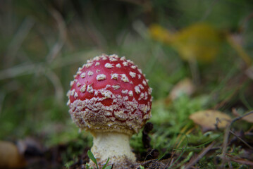TOADSTOOL - Colorful mushroom in the autumn forest