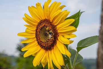 Naklejka premium L'ape ha trovato il suo girasole perfetto