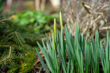 green flower on the ground in spring