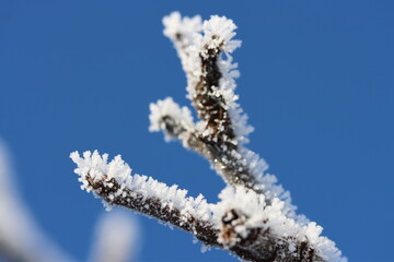 frost on branches