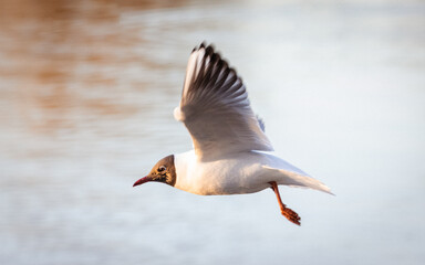 Black-headed gull (Chroicocephalus ridibundus) flights over the water in the evening. Small gull with chocolate-brown head and pale grey body.