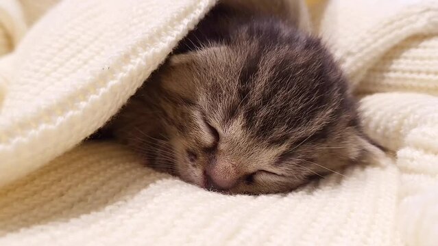 A kitten found on the street sleeps. The concept of found and lost pets, cats, love of animals, care for the homeless.