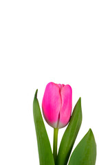 Pink tulip isolated on white background.