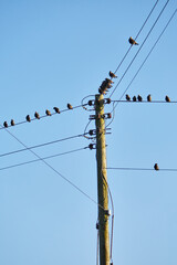 Cornwall, UK - Birds sitting on several wires of a wooden power pole