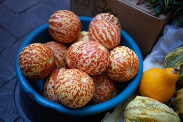 Queen Anne's Pocket melons on a market. Fruit and vegetables