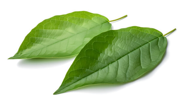 chaplu_leafs. Fresh vegetables isolated on white background. Healthy food concept. Generative AI