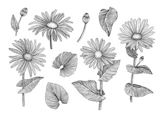 Collection of spring flowers. A set of leaves and flowers. Graphics. Engraving. Hand-drawn
