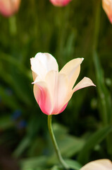 Beautiful tulip Blushing Lady. Tulip season, Keukenhof Netherlands