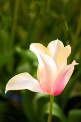 Obraz premium Beautiful tulip Blushing Lady. Tulip season, Keukenhof Netherlands