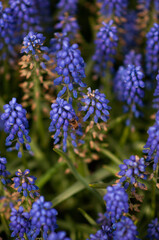 Meadow with blue muscari in the garden. Grape hyacinth. Bee on a hyacinth flower