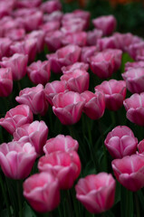 Obraz premium Macro close-up of pale pink tulips, the Netherlands, North Holland.Pink tulips on a green background.Kukenhof
