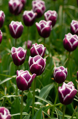 Fototapeta premium Tulip purple with white variety Sinayeda Blue. Tulip Park Keukenhof Netherlands.