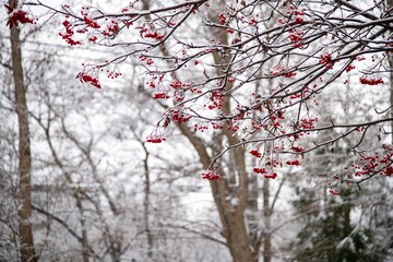 ななかまどの赤い実