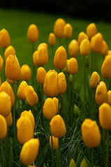 Obraz premium Spring blossoming yellow tulips Roi Du Midi. Flower background, pastel and soft floral card, selective focus