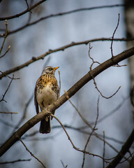 the thrush bird sits on a branch without leaves in early spring